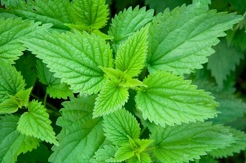 Close up of stinging nettles